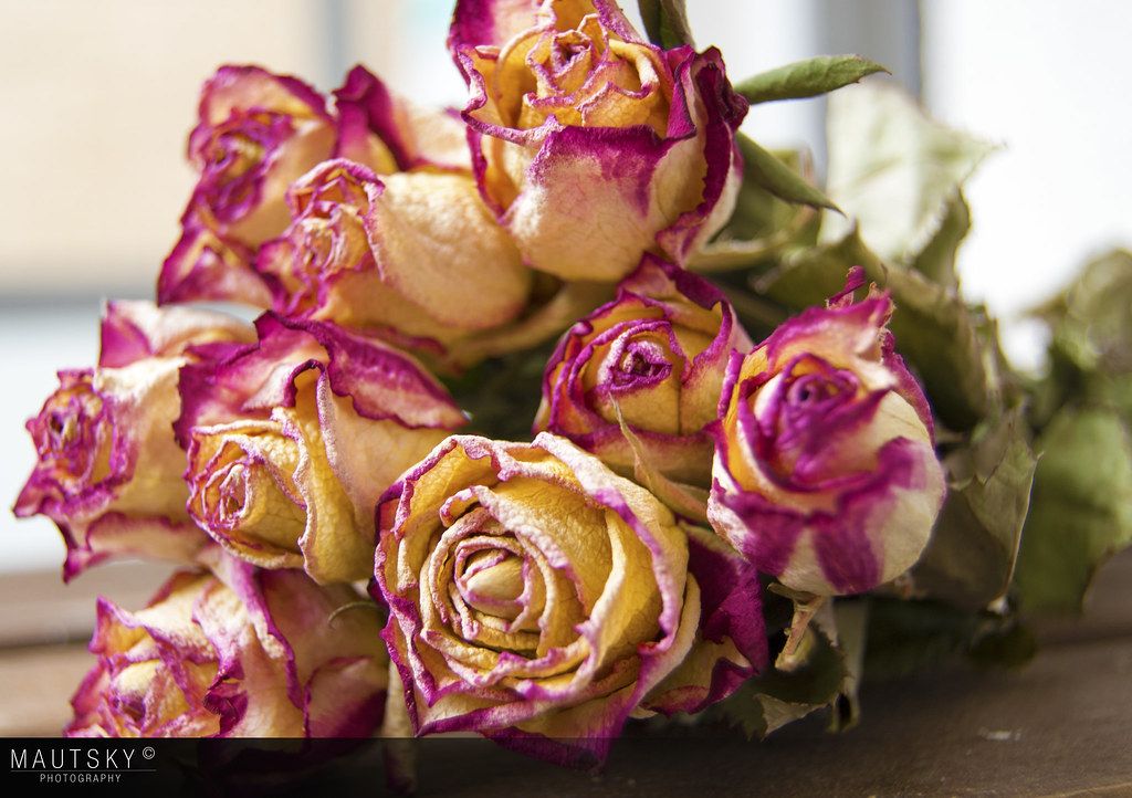 Antique Rose
